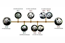 旅美25年，大熊猫“花花”的爷爷奶奶即将回国，曾和“美香”是邻居图片