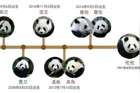 旅美25年，大熊猫“花花”的爷爷奶奶即将回国，曾和“美香”是邻居图片