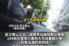 黑色大鸟追着路人啄！民警捉住后移交动物园野保中心，系国家一级保护动物图片