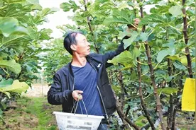 小小无花果 甜蜜“致富果”图片