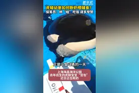 秀我中国｜虎鲸幼崽如何断奶喂辅食？保育员：哄“娃”吃饭 请多夸赞图片