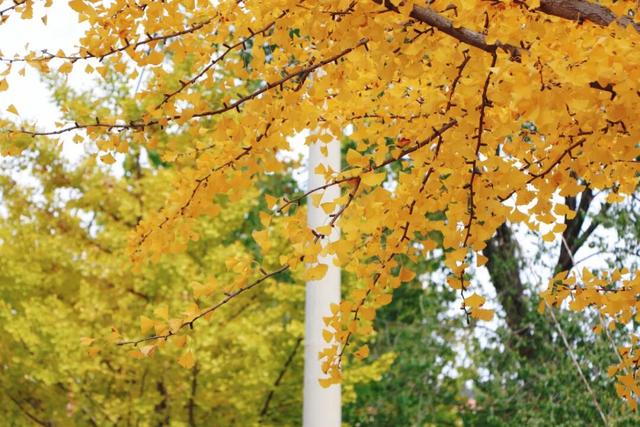 日照街道的这些地方！美极了！