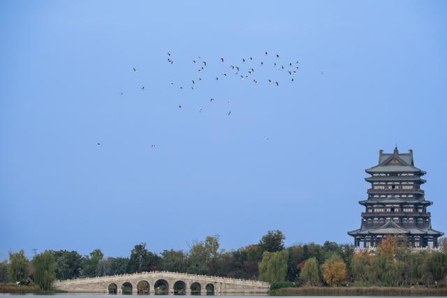 暖阳伴鸥舞 东安湖畔享周末好时光