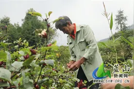 蓝山县塔峰镇源桐星村：特色种植红桃K 助农增收有“奔头”图片