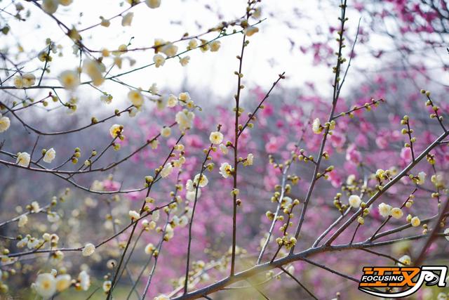 荆州：繁花似海 邂逅“梅”好
