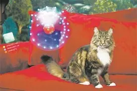 “锑猫”实验为量子计算纠错提供新方法图片