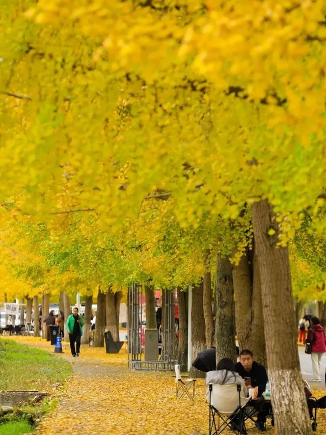 金灿灿！成都人的“顶流”上线，错过等一年！