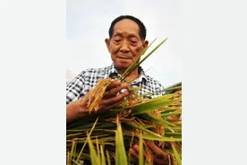 轻风拂稻浪！袁爷爷，我们想你了……图片