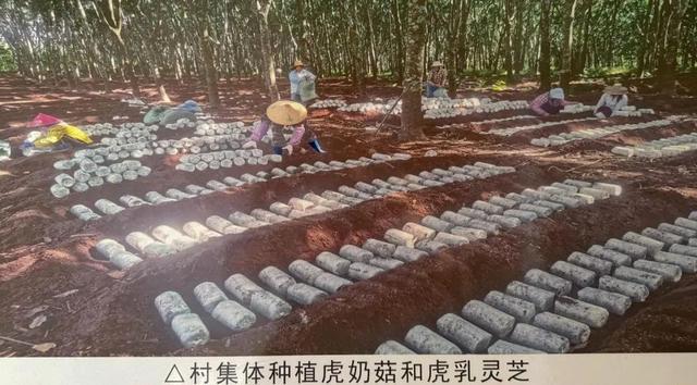给国家公园发“户口本”，五个国家公园完成自然资源确权登记！都在哪？好玩吗？确权有什么用？带您一起来逛逛！