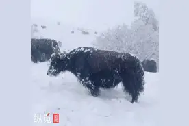 纵览热点｜四川金川持续下雪一个月致多个乡镇的牛吃不到草？官方：已开始免费运送草料到牧民手中图片