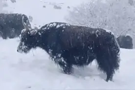纵览热点｜四川金川持续下雪一个月致多个乡镇的牛吃不到草？官方：已开始免费运送草料到牧民手中图片