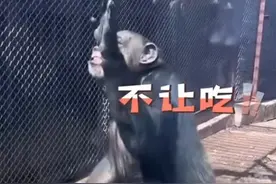 游客投喂食物，大猩猩隔着玻璃比划“谢谢 吃不了”图片