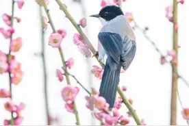 湖北宜昌：“百鸟栖花”春意浓图片