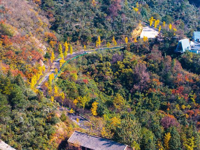 随手拍都是“壁纸”风光！武汉黄陂清凉寨银杏已黄、红叶已红，进入最佳赏秋期