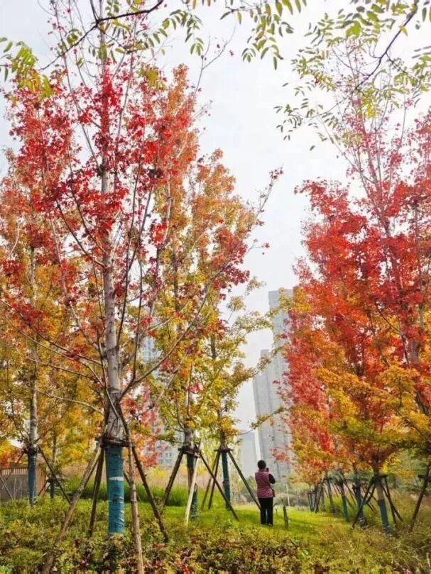 这儿的秋季浪漫藏不住了！错过再等一年...
