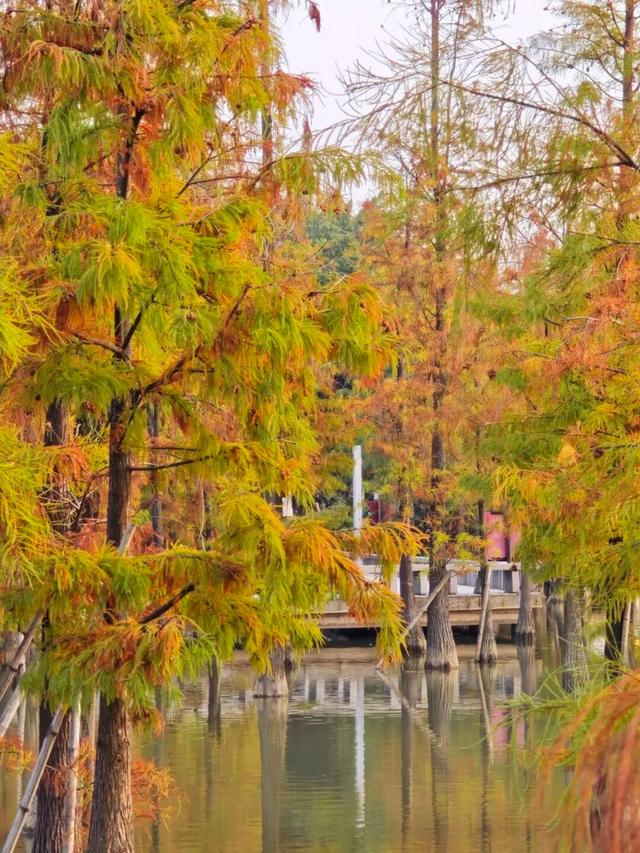 进入观赏期！东莞多处落羽杉，红了！