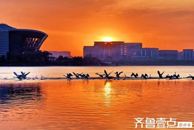 北龙湖湿地公园天鹅遇上橘色朝霞