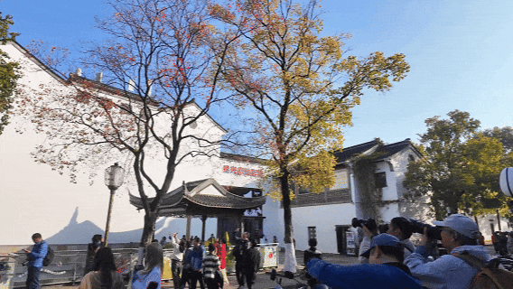 秦淮花事｜乌桕斑斓，半城秋色入画来