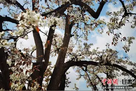 兰州皋兰：万亩梨花邀客沉浸式游花海图片