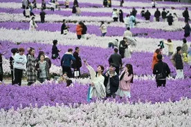 厦门：紫罗兰花海吸引游客打卡图片