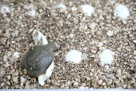 “水中大熊猫”瓯江鼋首次搬家图片