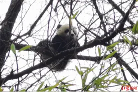 大熊猫国家公园成立三周年！《科考报告》发布：成都片区发现国家重点保护野生动物111种图片