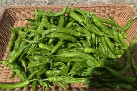 长沙：辣椒“长研青香”开园即售罄，科技赋能打造高端湘椒品牌图片