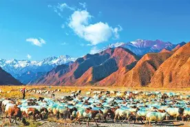 加强生态保护 促进群众增收——张掖：异地借牧实现“双赢”图片