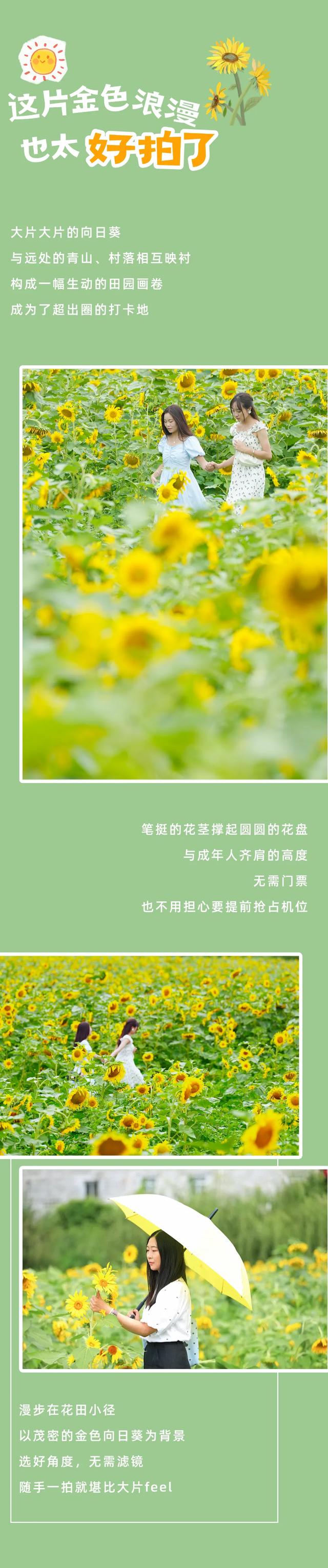 打卡攻略 | 人在越西，被这片超美的向日葵花海治愈！