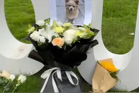流浪狗被保安驱赶处置致死，重庆对外经贸学院通报：深表歉意，涉事保安停职图片