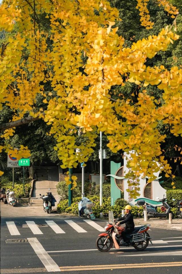 宜宾，含“金”量超高！