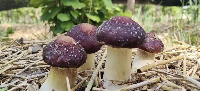 赶大集不用东奔西走~郯城大剧院市集今天下午等你