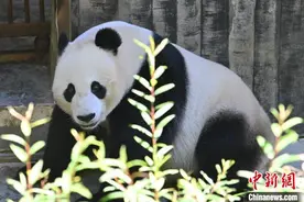 “海归”大熊猫的美好生活图片