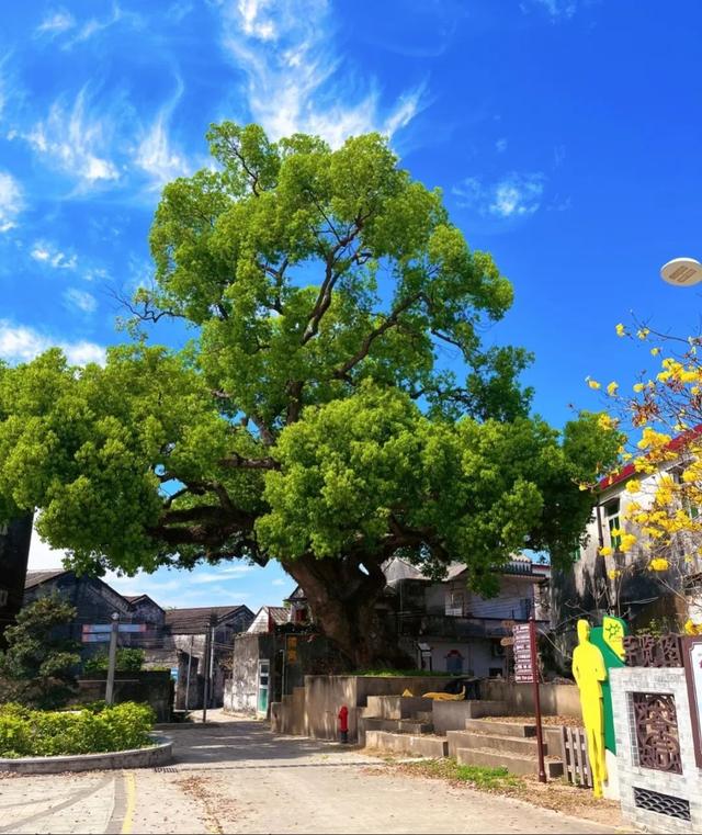 周末就出发！中山城区这条村，超治愈！