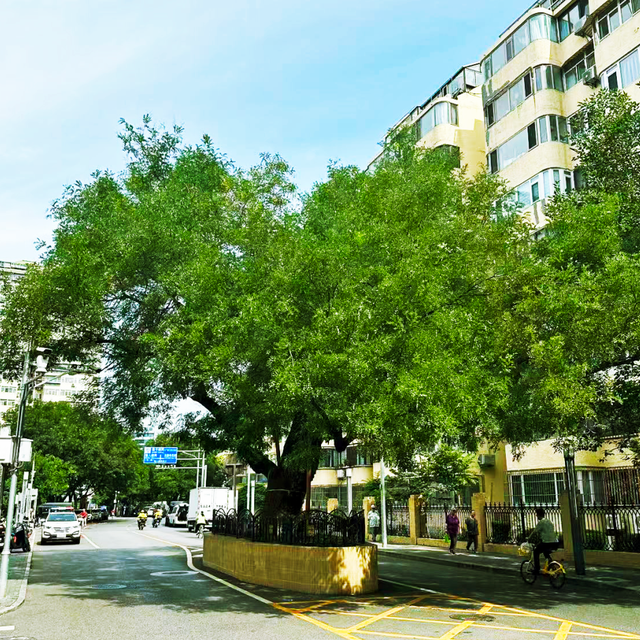 北京古树 家国情怀 国庆古树游线等您来体验