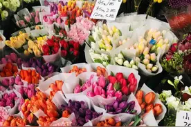 150元/5枝！昆明鲜花价格上涨，销售火爆图片