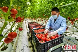 上海两会观察：超大城市如何加快实现乡村全面振兴？图片