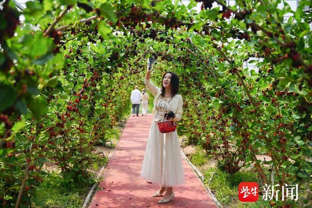 张家港：江风鹞韵共秋日，乐余风筝季邀您共赏！
