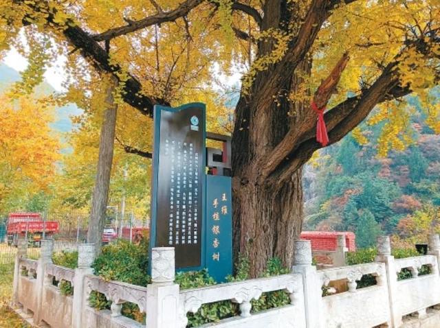 辋川诗未眠