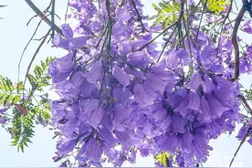 开屏策划｜邂逅紫色昆明！蓝花楹赏花宝典，请查收！图片