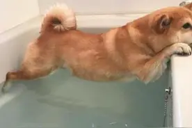 为了逃避洗澡，柴犬用这姿势苦撑半小时：水尽管放，若沾到算我输图片