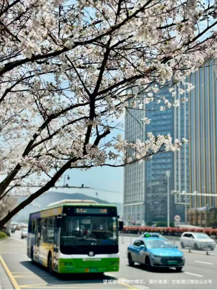 长沙赏樱好去处，这份指南请收下！奔赴城市“限定款”浪漫，不负春日好时光