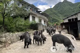 习水县温水镇：林下黑猪 “土”有滋味图片