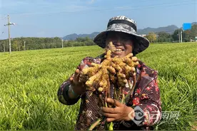 破题“金色产业”的困与路 京东云助力罗平小黄姜“数智”升级图片