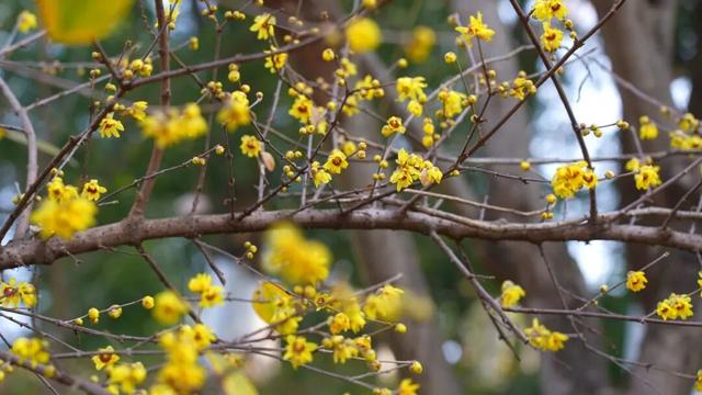 刷屏预警！宜昌第一波梅花开了