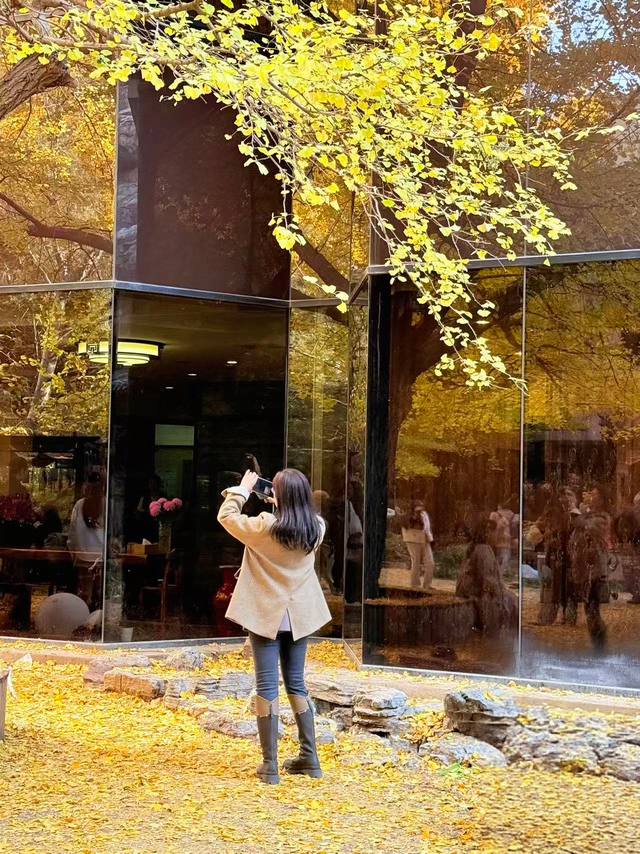 一窗京秋入画来！首都宾馆的银杏美景太好拍了