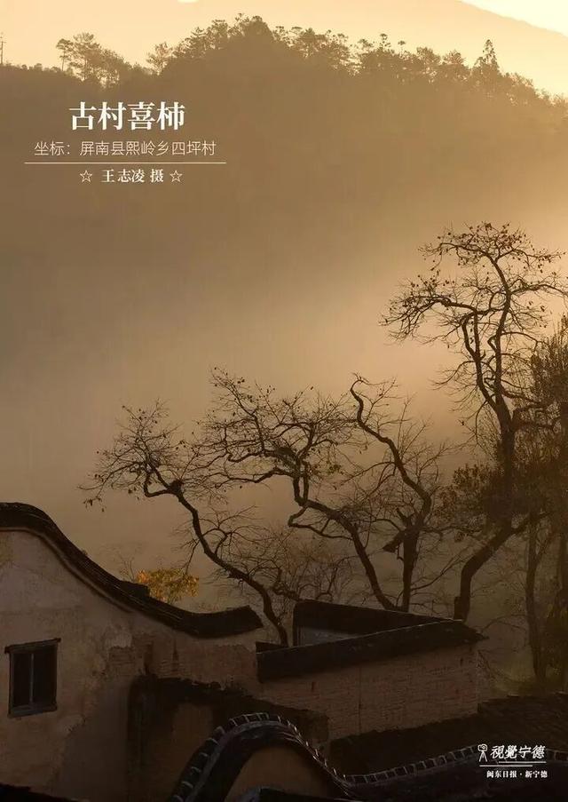 走！去屏南！这些柿子打卡点请收好→