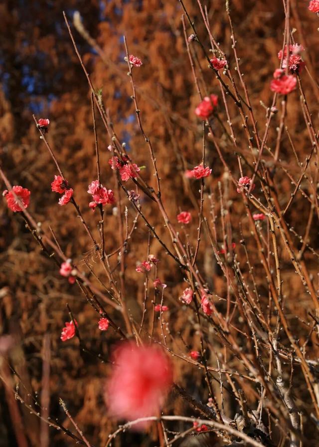 腊八至，春已近！七星岩这片桃红樱粉，是春天递来的浪漫预告~