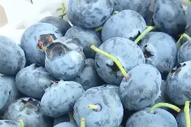 量大价优！昆明人“蓝莓自由”的季节来了图片