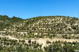 福建永泰：富民兴村“油”盼头图片